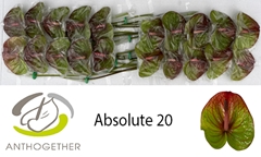 Anthurium Absolute 9cm Hd