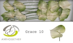 Anthurium Grace 15cm Hd