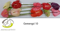 Anthurium Mix 15cm Hd