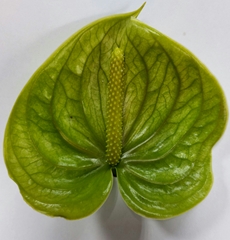 Anthurium Grand Slam 11cm Hd