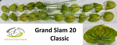Anthurium Grand Slam 9cm Hd