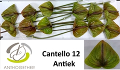 Anthurium Cantello 13cm Hd