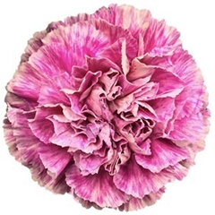 Dianthus Single Antigua 65cm