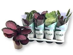 Calathea Mixed 5 Varietys 14Ø 45cm