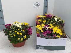 Chrysanth Mix 23Ø 27cm