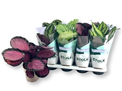 Calathea Mixed 5 Varietys 14Ø 40cm