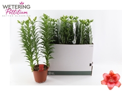 Lilium Summer Scarlet 19Ø 66cm