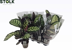 Calathea Mixed 4 Varietys 14Ø 55cm