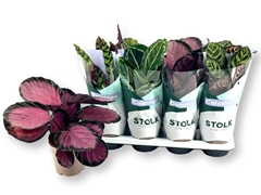 Calathea Mixed 5 Varietys 14Ø 40cm