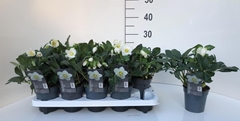 Helleborus Christmas Carol 12Ø 23cm