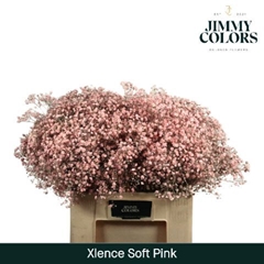Gypsophila Painted Xlence Pink 60cm 20gr.