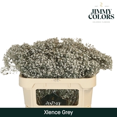 Gypsophila Painted Xlence Grey 70cm 20gr.