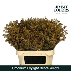 Limonium Painted Skylight Ocher Yellow 80cm 30gr.