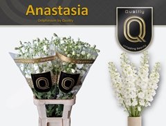 Delphinium Double Dewi Anastasia 100cm