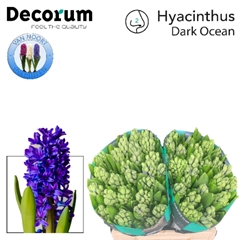 Hyacinthus Dark Ocean 30cm 25-buds