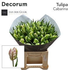 Tulip Parrot Cabanna 40cm 40gr.