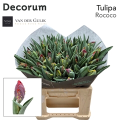 Tulip Parrot Rococo 35cm 35gr.