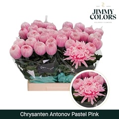 Chrysanth Single Painted Antonov Pastel Pink 70cm 110gr.