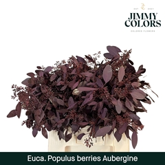 Eucalyptus Populus Painted Aubergine Per Bunch 60cm 200gr.