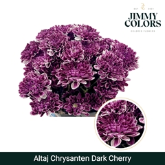 Chrysanth Spray Painted Altaj Dark Cherry 70cm 105gr.