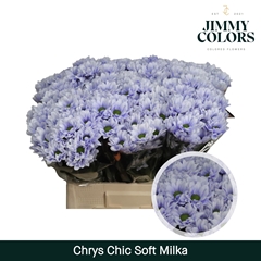 Chrysanth Spray Chic 70cm 90gr.