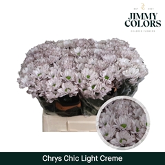 Chrysanth Spray Chic 70cm 90gr.