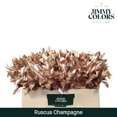 Ruscus Painted Hypophyllum Champagne 50cm