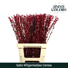 Salix Snow Flake Painted Cerise 70cm