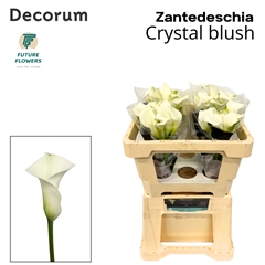 Zantedeschia Crystal Blush 45cm