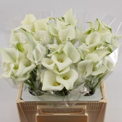 Zantedeschia Crystal Blush 35cm