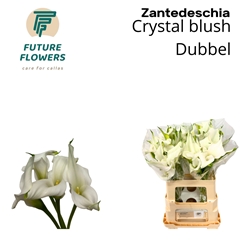 Zantedeschia Crystal Blush 60cm Twisted
