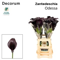 Zantedeschia Odessa 70cm