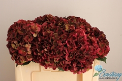 Hydrangea Pink Ruby Classic 50cm 15-17cm Hd