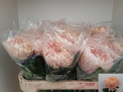Chrysanth Single Avignon 75cm 110gr.