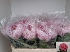 Chrysanth Single Holiday 75cm 125gr.
