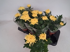 Chrysanth Mix 12Ø 30cm