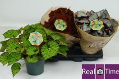 Begonia Leaf Beleaf Mix 17Ø 32cm