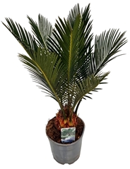 Cycas Revoluta 12Ø 40cm