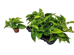 Epipremnum Aureum 8Ø 10cm