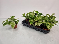 Epipermnum Marble Queen 8Ø 15cm