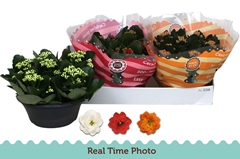 Kalanchoe Double Mix 23Ø 25cm
