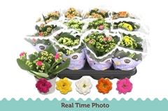 Kalanchoe Double Mix 9Ø 19cm