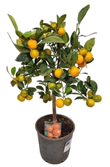 Citrus Microcarpa 17Ø 55cm
