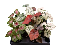 Caladium Mix 6Ø 12cm