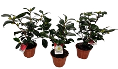 Camellia Japonica 13Ø 47cm