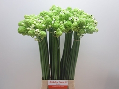 Ornithogalum Saundersiae 80cm