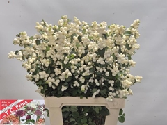 Symphoricarpos Magical Lemon And Lime 70cm