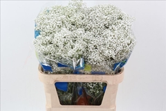 Gypsophila Paniculata Million Stars 80cm 40gr.