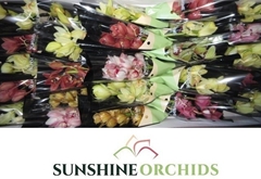 Cymbidium Mini Mix 30cm