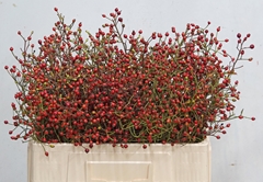 Rosa Autumn Splash 50cm
